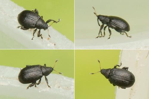 Réf. 184 529 : Rhamphus oxyacanthae